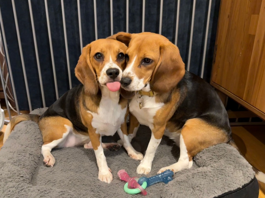 Gene-Edited Hypoallergenic Beagles Are Here—But Not For You Yet