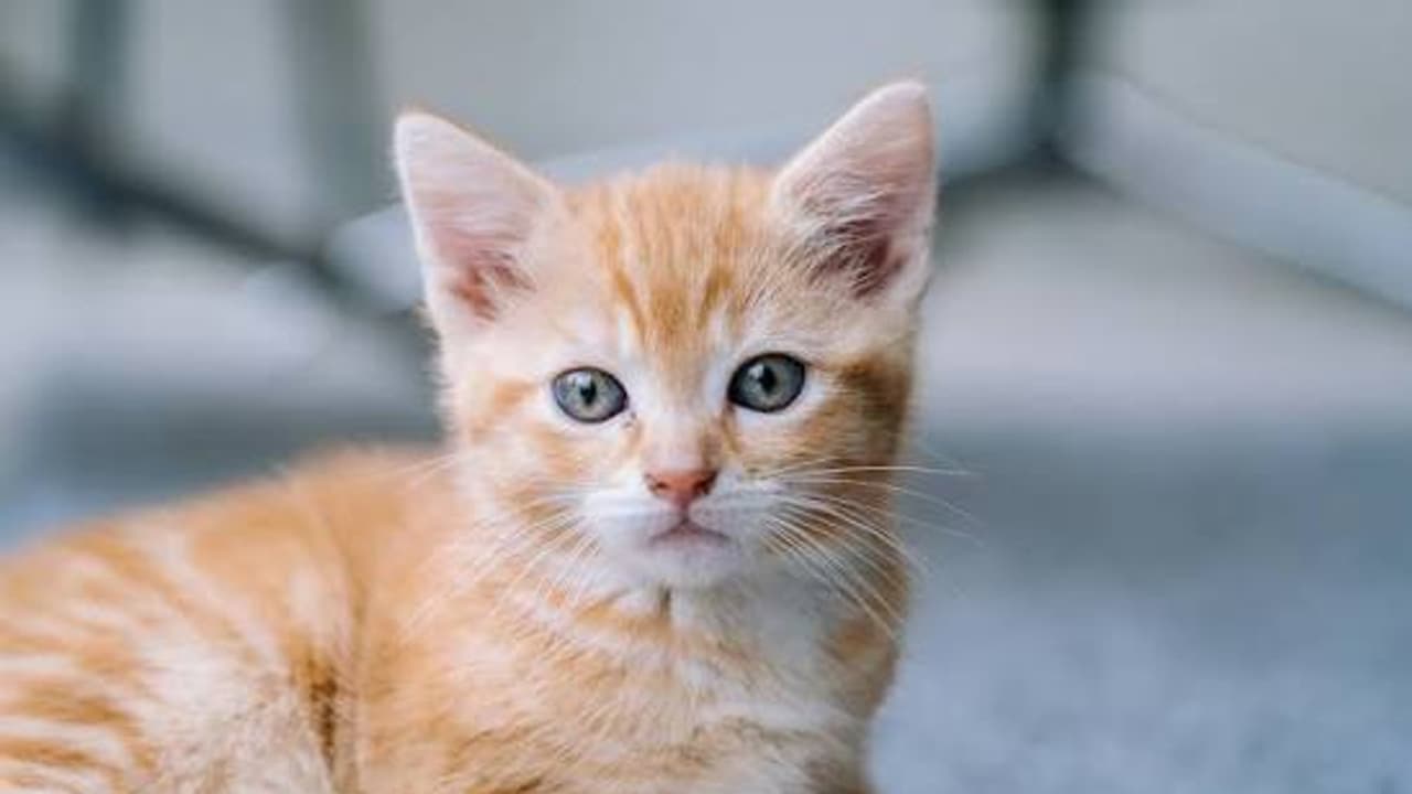 New Cat Parent Checklist: Essential Care Tips for Your First Feline