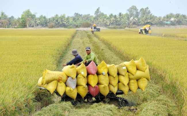 Xuất khẩu Việt Nam bứt phá: Từ lúa gạo, cá rô phi đến thị trường Nhật Bản