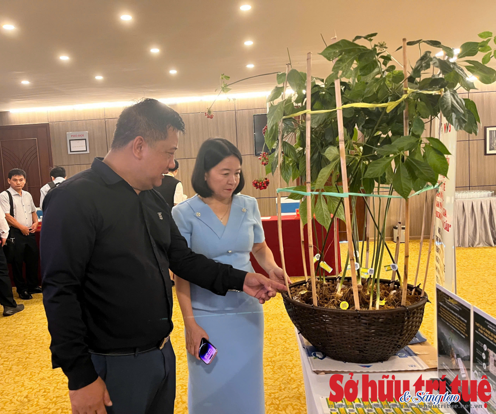 Từ khai thác rừng đến kinh tế sinh học với sâm Ngọc Linh