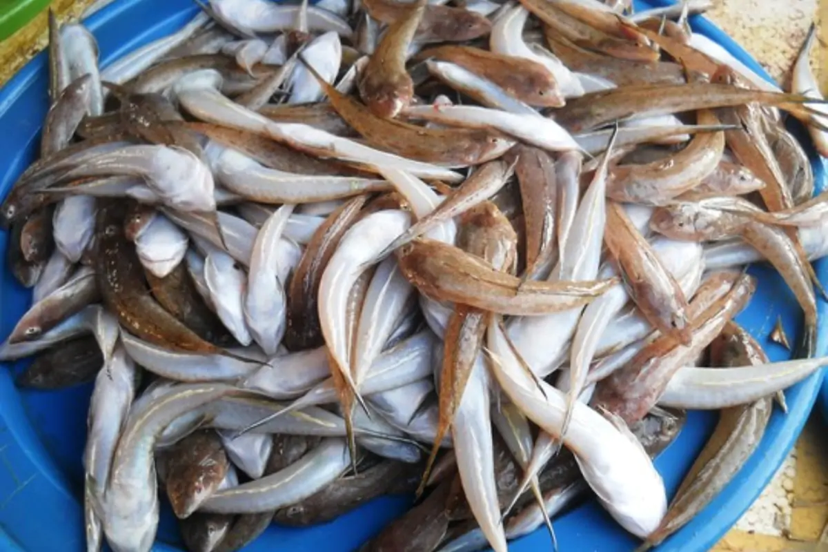 6 loại cá biển giá bình dân đáng mua nhất ở chợ sáng