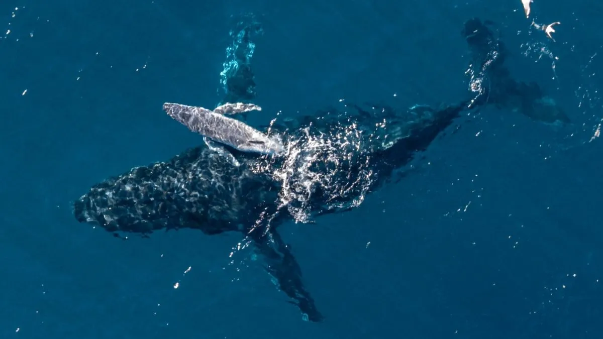 How Drones Are Transforming Humpback Whale Research