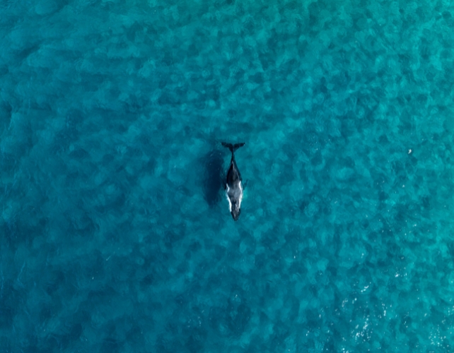 Drones Are Transforming How We See and Protect Humpback Whales