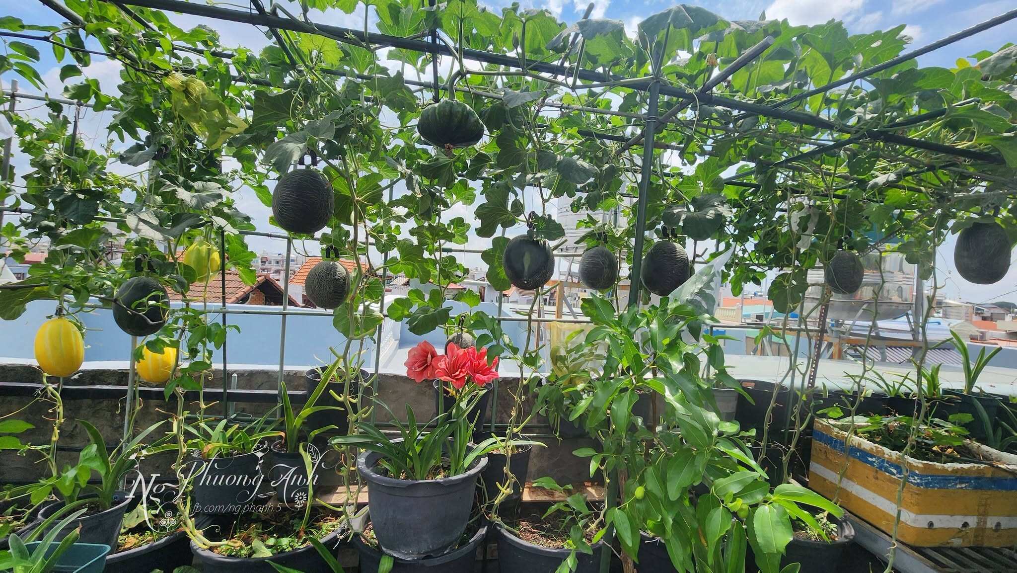 Từ sân thượng nhỏ đến vườn xanh tự cấp: lối sống mới của đô thị Việt