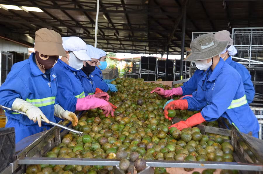 Từ phòng lab đến nhà máy: Công nghệ sinh học bước vào giai đoạn sản xuất