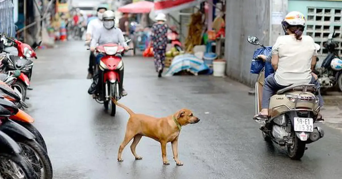 Phạt bao nhiêu khi dắt chó không rọ mõm? Chủ nuôi không thể viện cớ “quen thả rông”