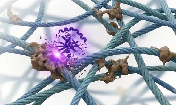 Enzyme mới xóa dấu ấn AGE: bước ngoặt trong cuộc đua chống lão hóa