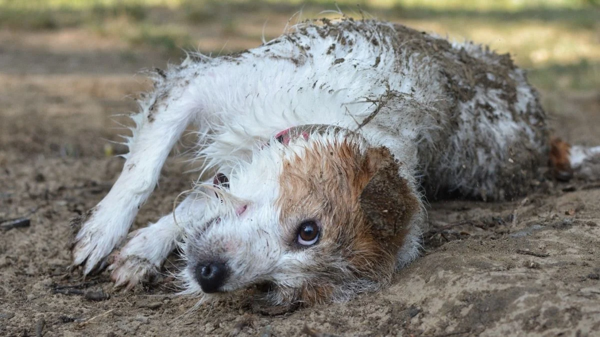 Growing Up With Dogs May Boost Your Child's Immune System