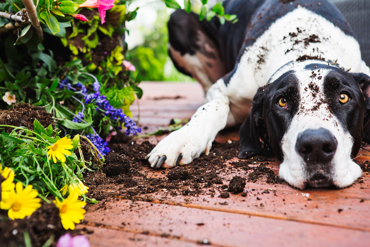 Growing Up With Dogs May Boost Your Child's Immune System