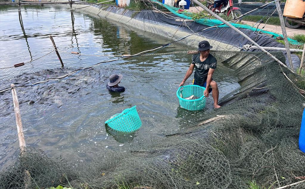 Xuất khẩu thủy sản bứt phá: tôm và cá rô phi mở rộng bản đồ thị trường