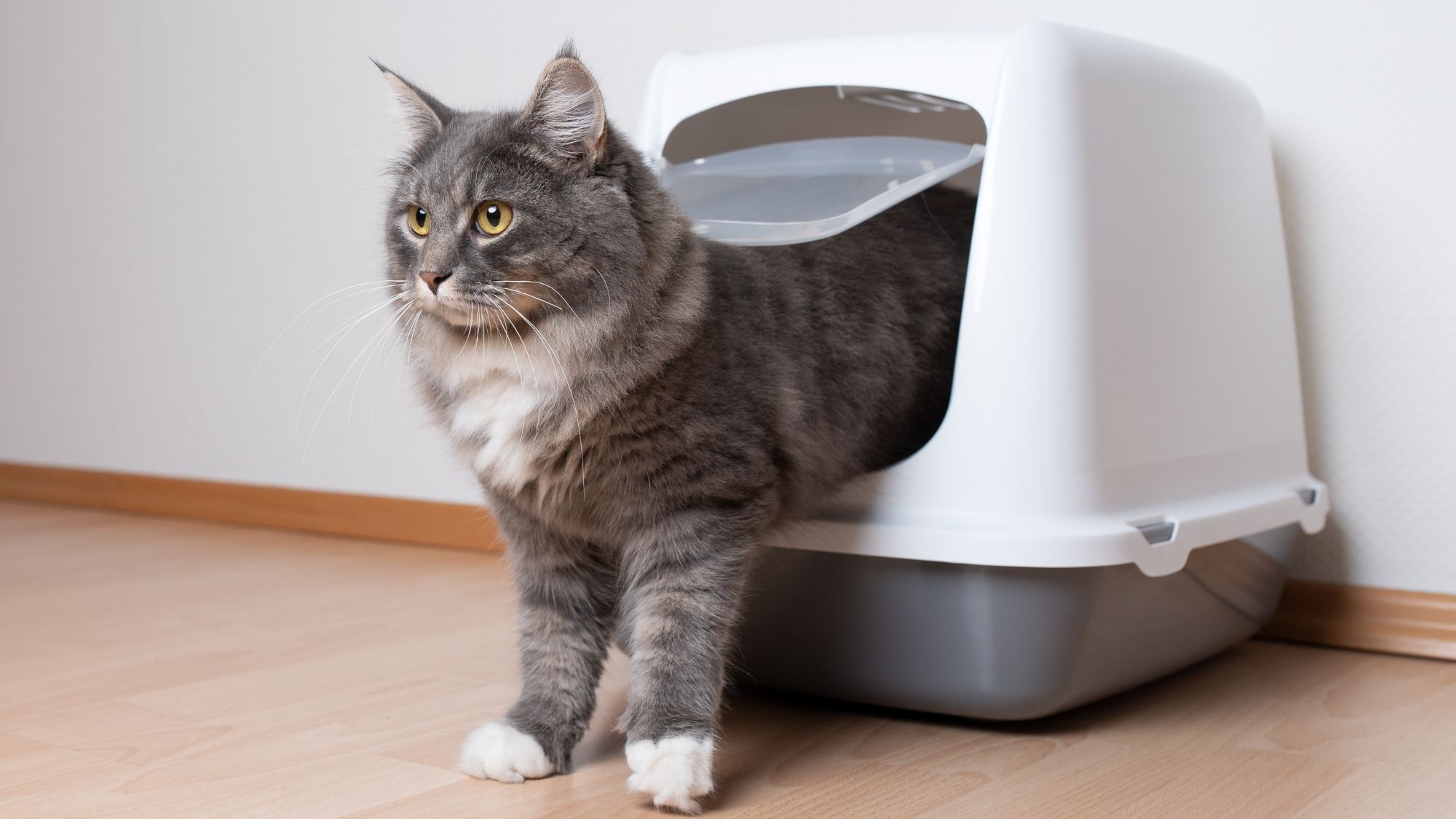 Why Your Cat’s Litter Box Still Smells—and the Role of Pheromone Litter