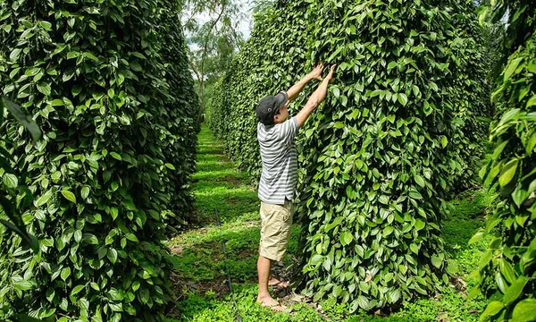 Xuất khẩu Việt Nam sang Mỹ bứt phá: Giấy, hồ tiêu và rau quả kéo đầu