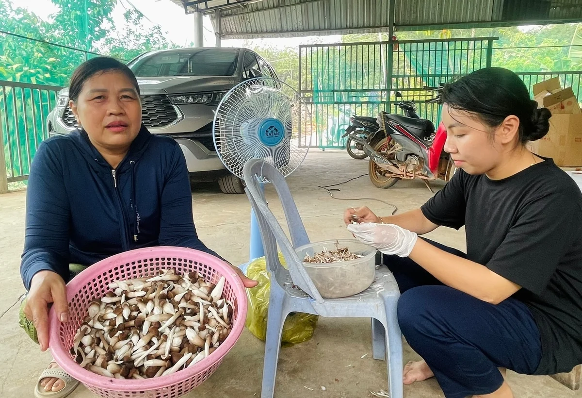 Từ phân vi sinh đến nông nghiệp số: cuộc đổi đời trên đồng ruộng Việt Nam