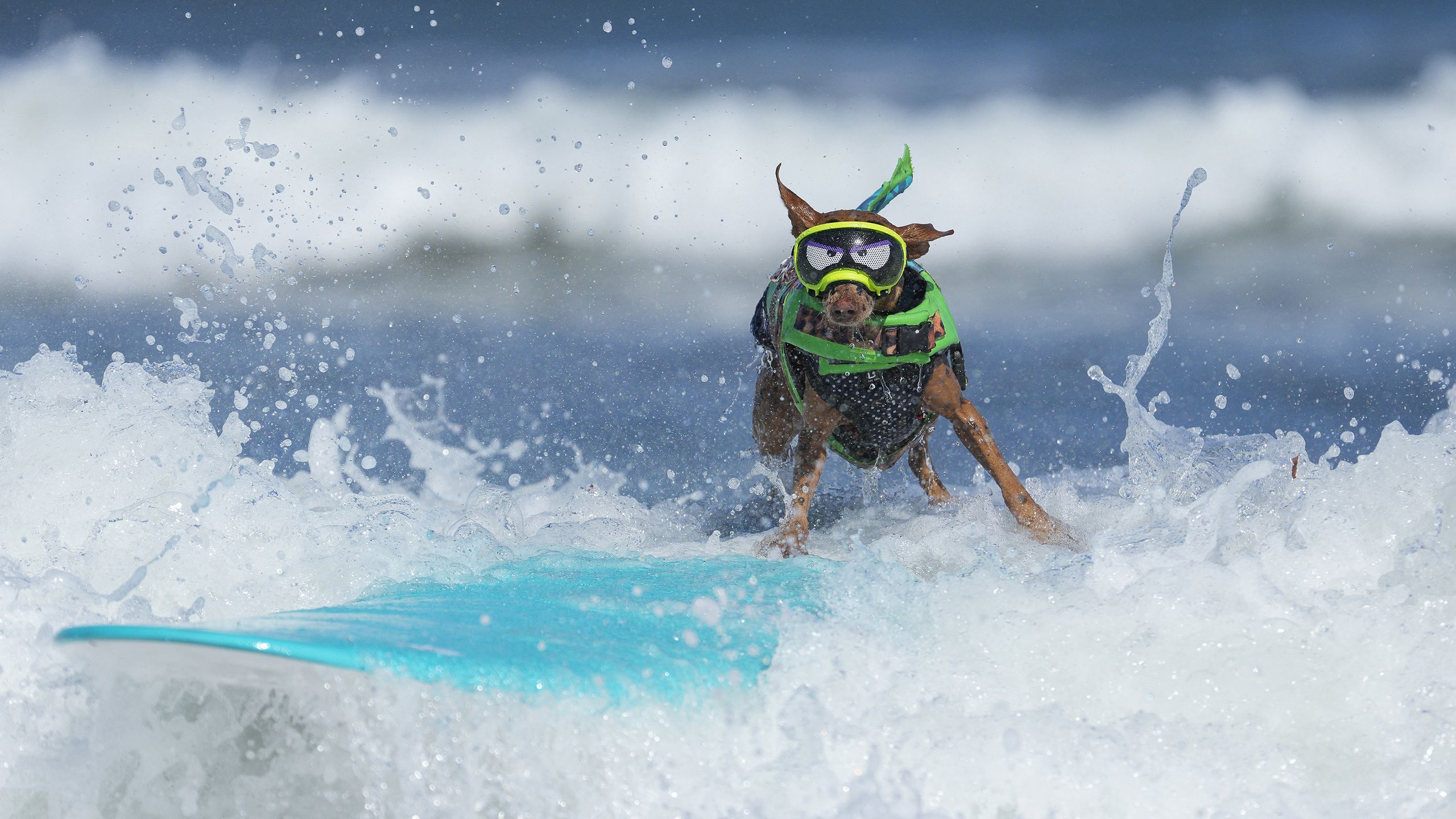 41 Halloween Dog Costumes and Celebration Ideas for a Howling Good Time