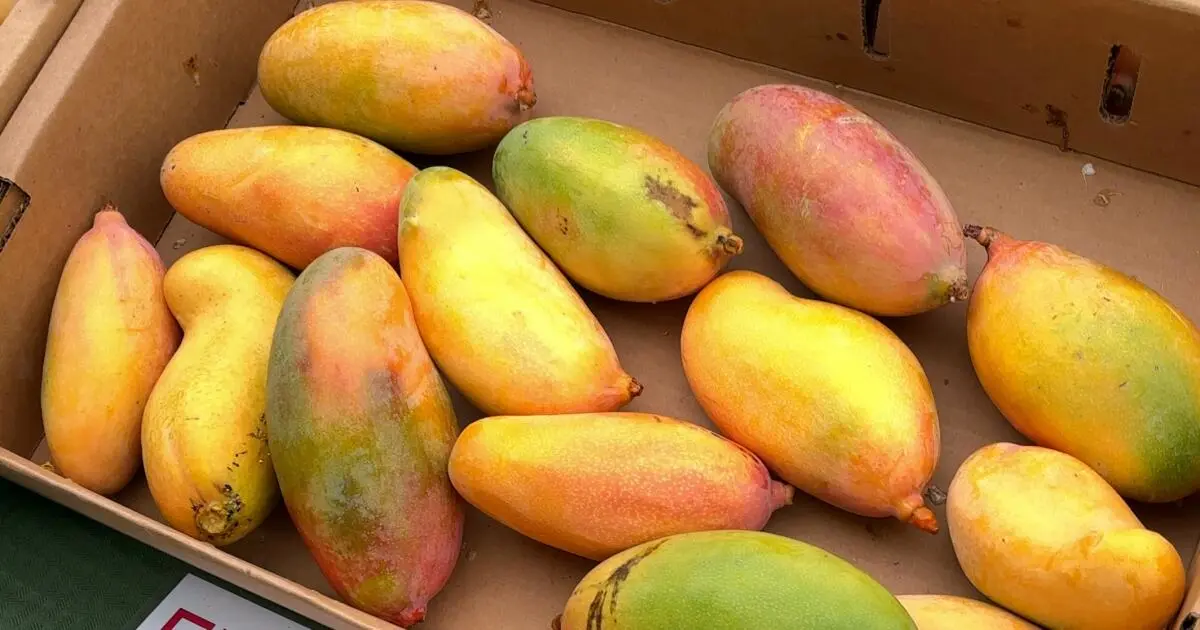 August Produce Peak: The Best Seasonal Fruits and Vegetables to Buy Now