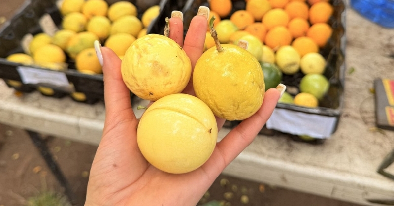 Những thực phẩm vàng ươm mùa thu giúp dưỡng phổi và chống khô da