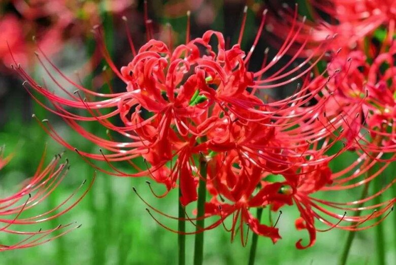 5 loại hoa đẹp nhưng nên tránh trong nhà tháng 7 âm lịch