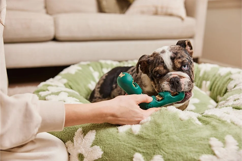 How Premium Dog Food Subscriptions Save Money Without Sacrificing Quality