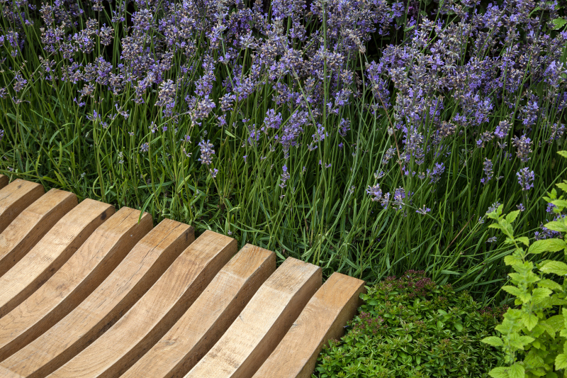 Common Backyard Plants That Could Poison Your Cat