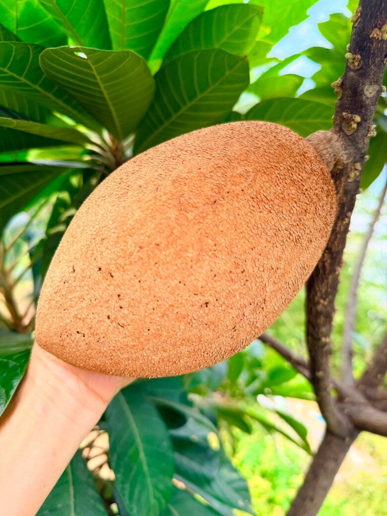 Từ sân khấu đến vườn cây: chân dung nữ ca sĩ nông dân độc đáo