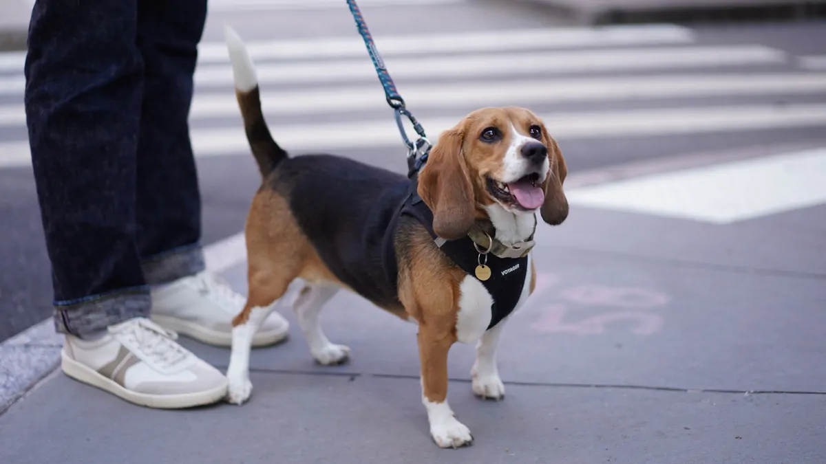 Your Dog’s Brain Syncs With Yours: The New Science of Emotional Intelligence