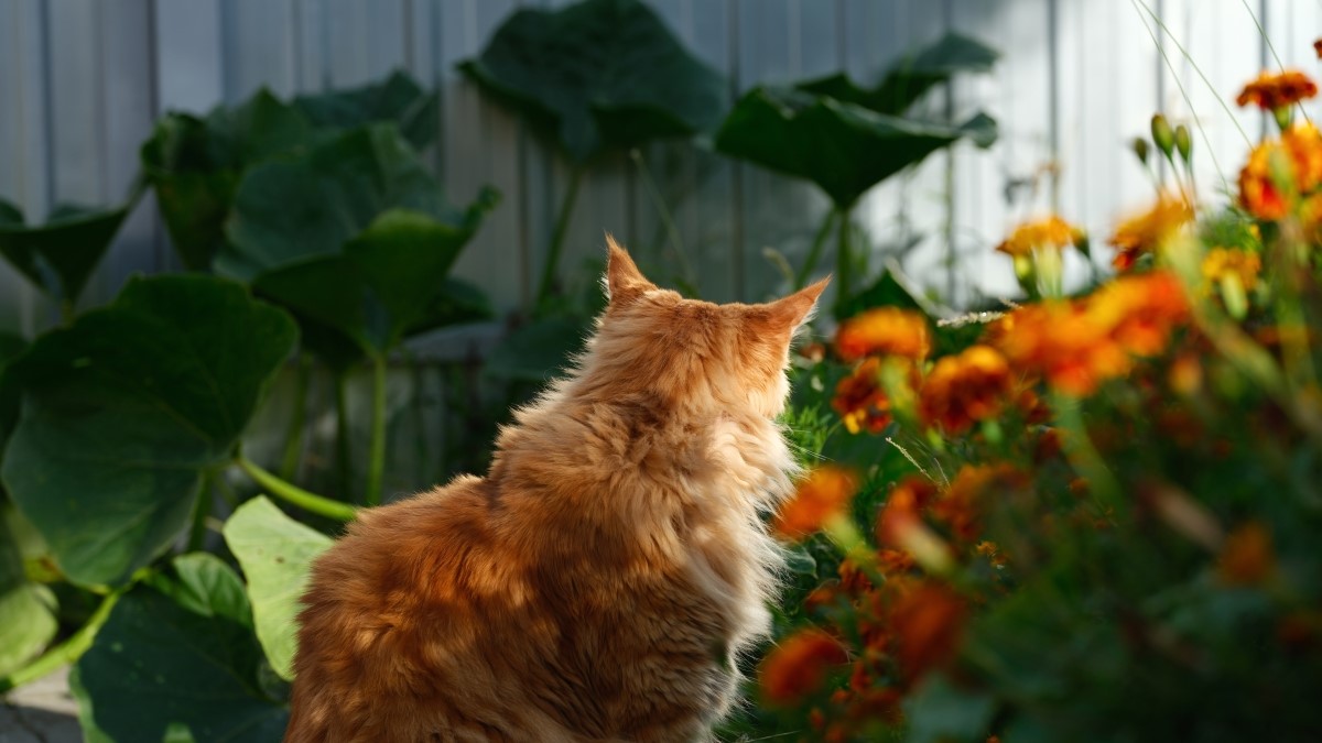 Common Backyard Plants That Could Poison Your Cat