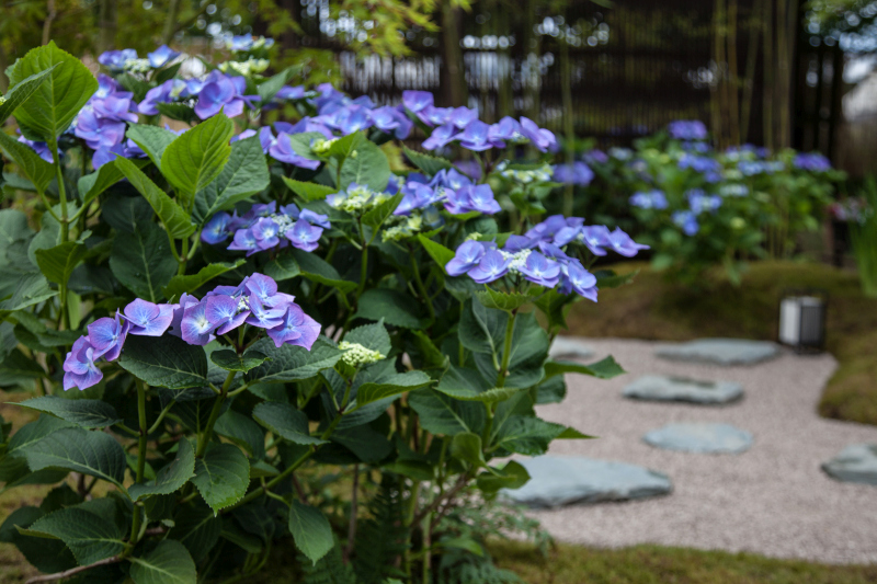Common Backyard Plants That Could Poison Your Cat