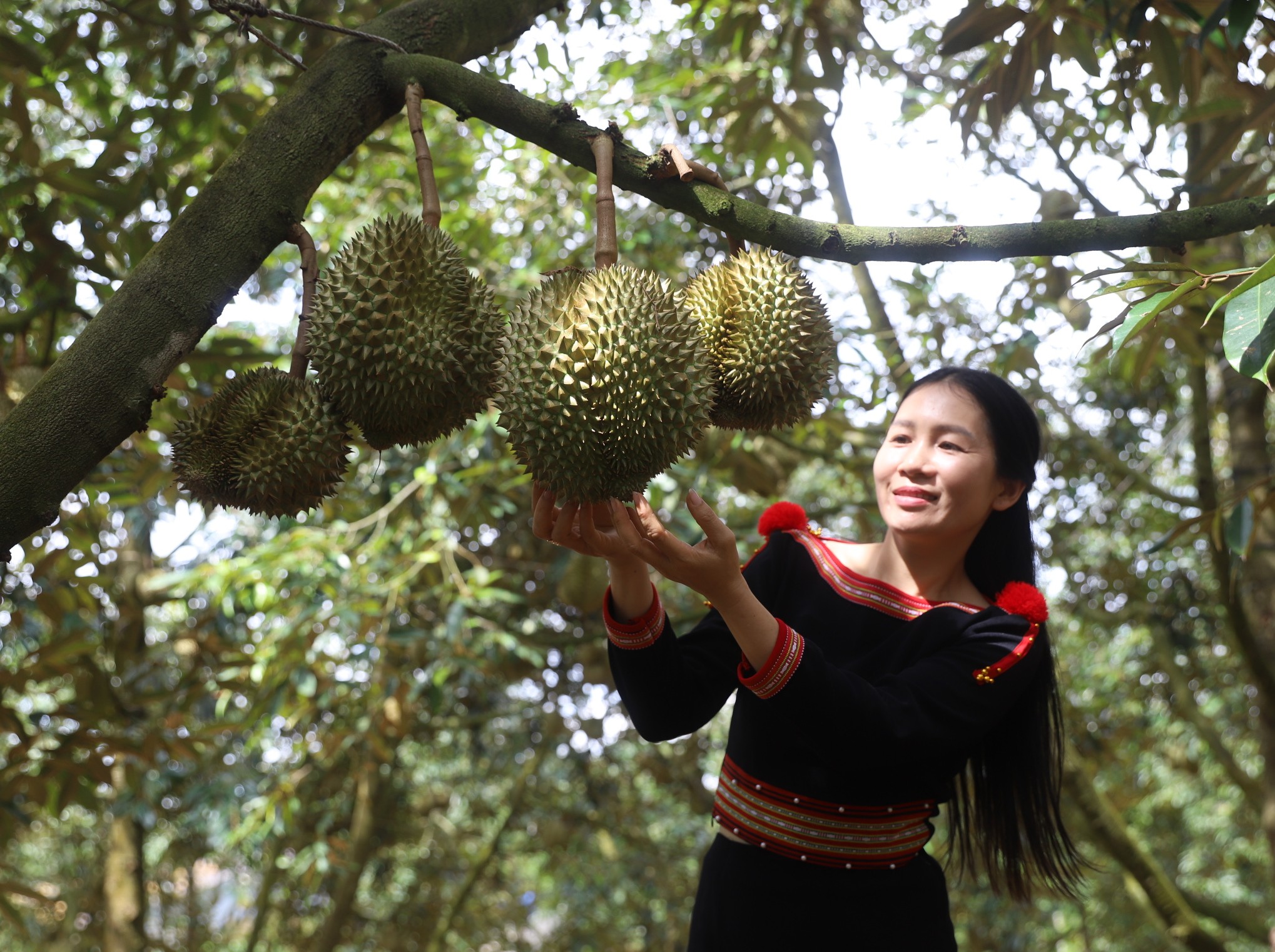 102 món ăn sáng tạo từ sầu riêng Đắk Lắk: từ mặn đến tráng miệng