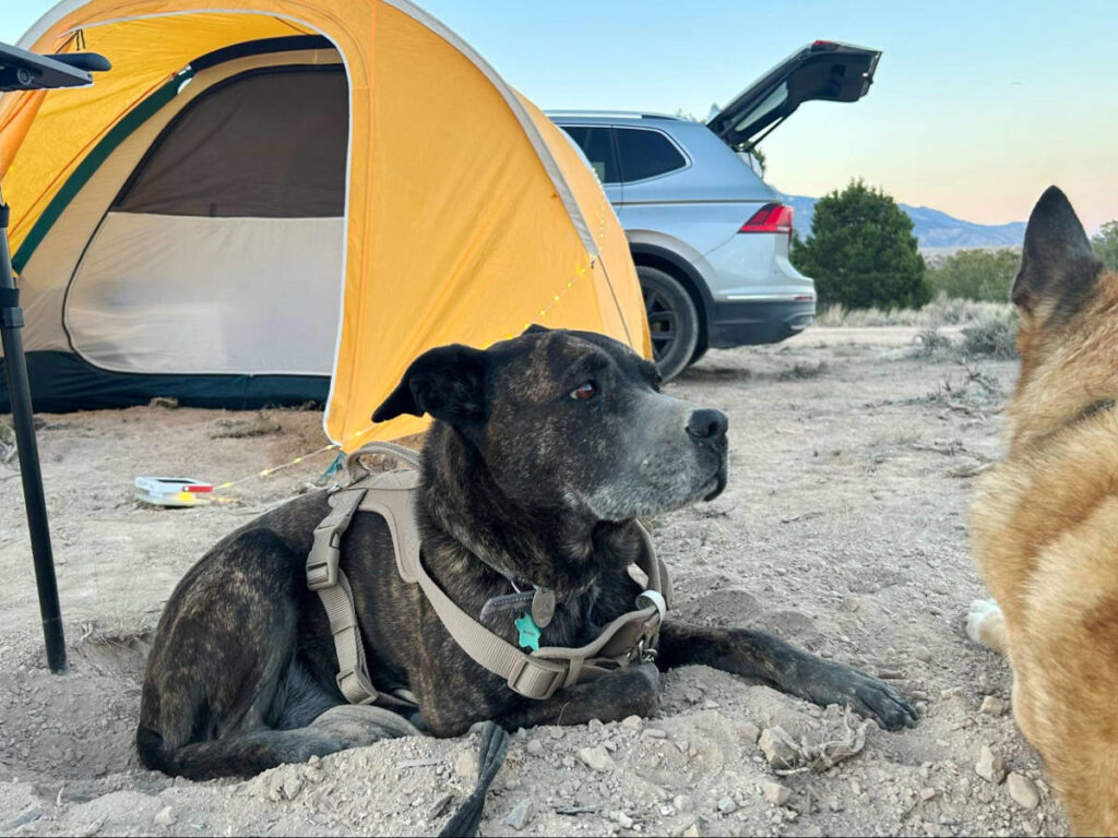 15 Camping Comfort Essentials Under $50 That Make Trips Feel Like Home