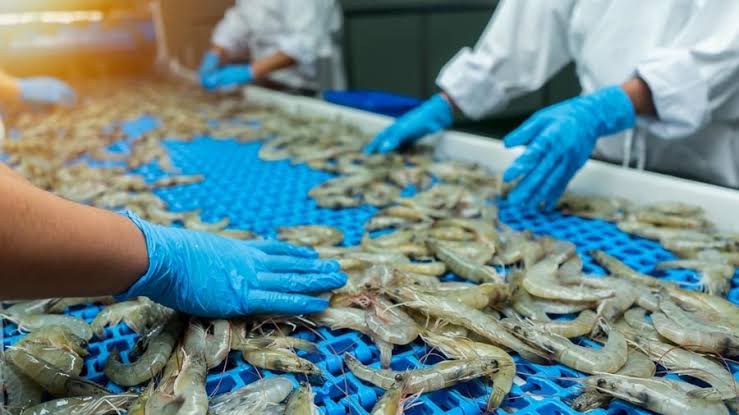 Thuế thủy sản Mỹ đảo lại cuộc chơi: Việt Nam có nguy cơ mất thị phần tôm?