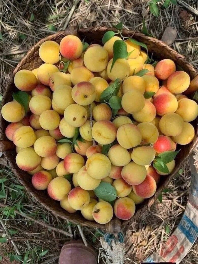 Khẩu phần an toàn cho sầu riêng, chôm chôm, măng cụt và mơ má đào