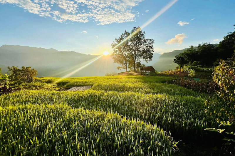 Mùa vàng Tây Bắc: Lịch trình ngắm ruộng bậc thang từ Y Tý đến Mù Cang Chải