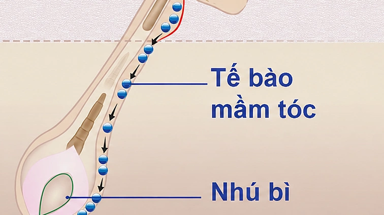 Bí quyết tóc dày bồng bềnh của Triệu Lộ Tư: 5 thói quen ai cũng làm được