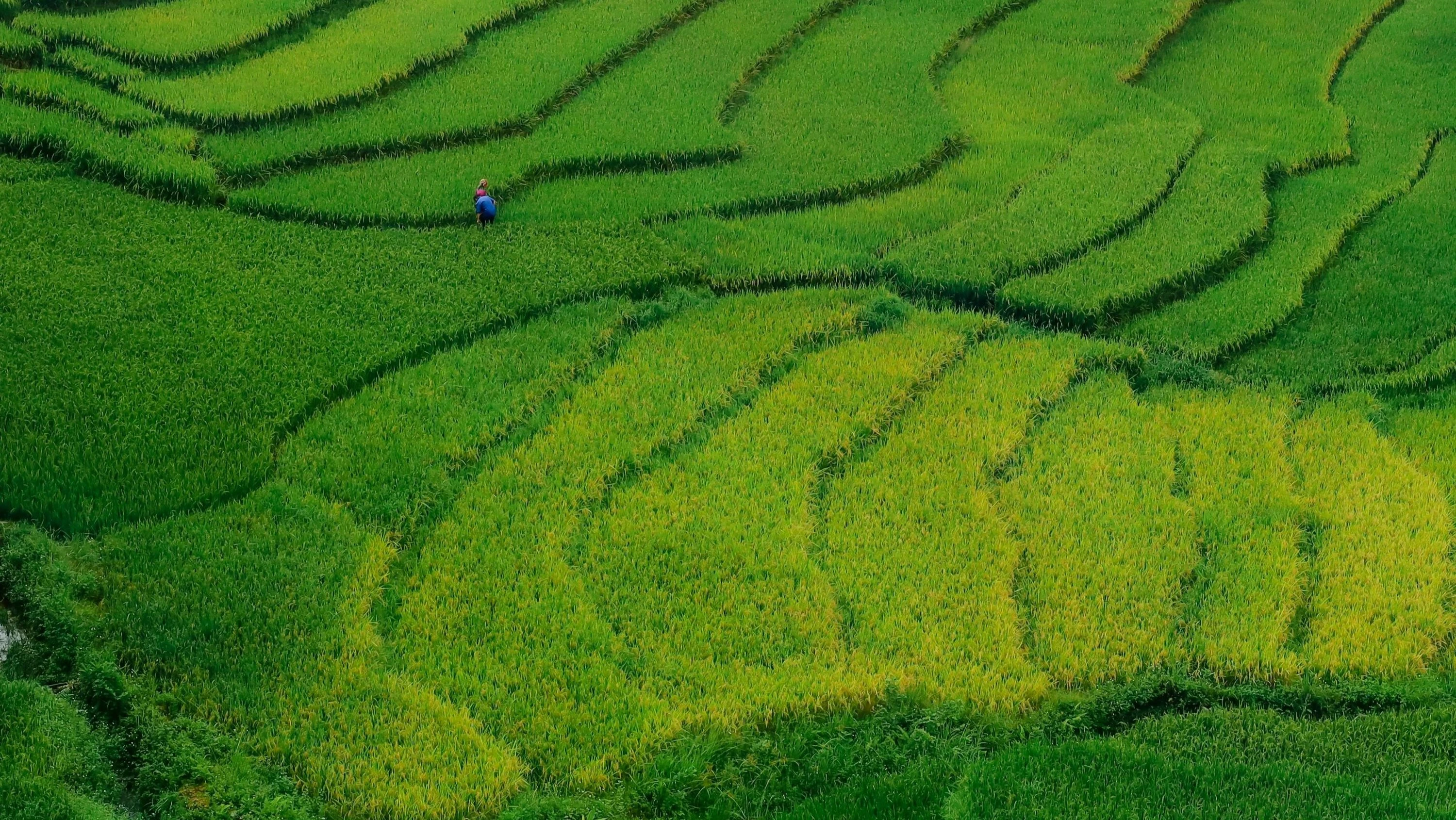 Mùa lúa xanh ở Tả Van: Hướng dẫn chụp ruộng bậc thang đẹp nhất mùa thu
