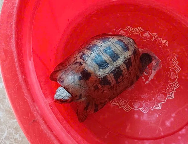 Rùa núi vàng quý hiếm liên tục được cứu hộ: Phục hồi quần thể hay hiệu ứng nhận thức?