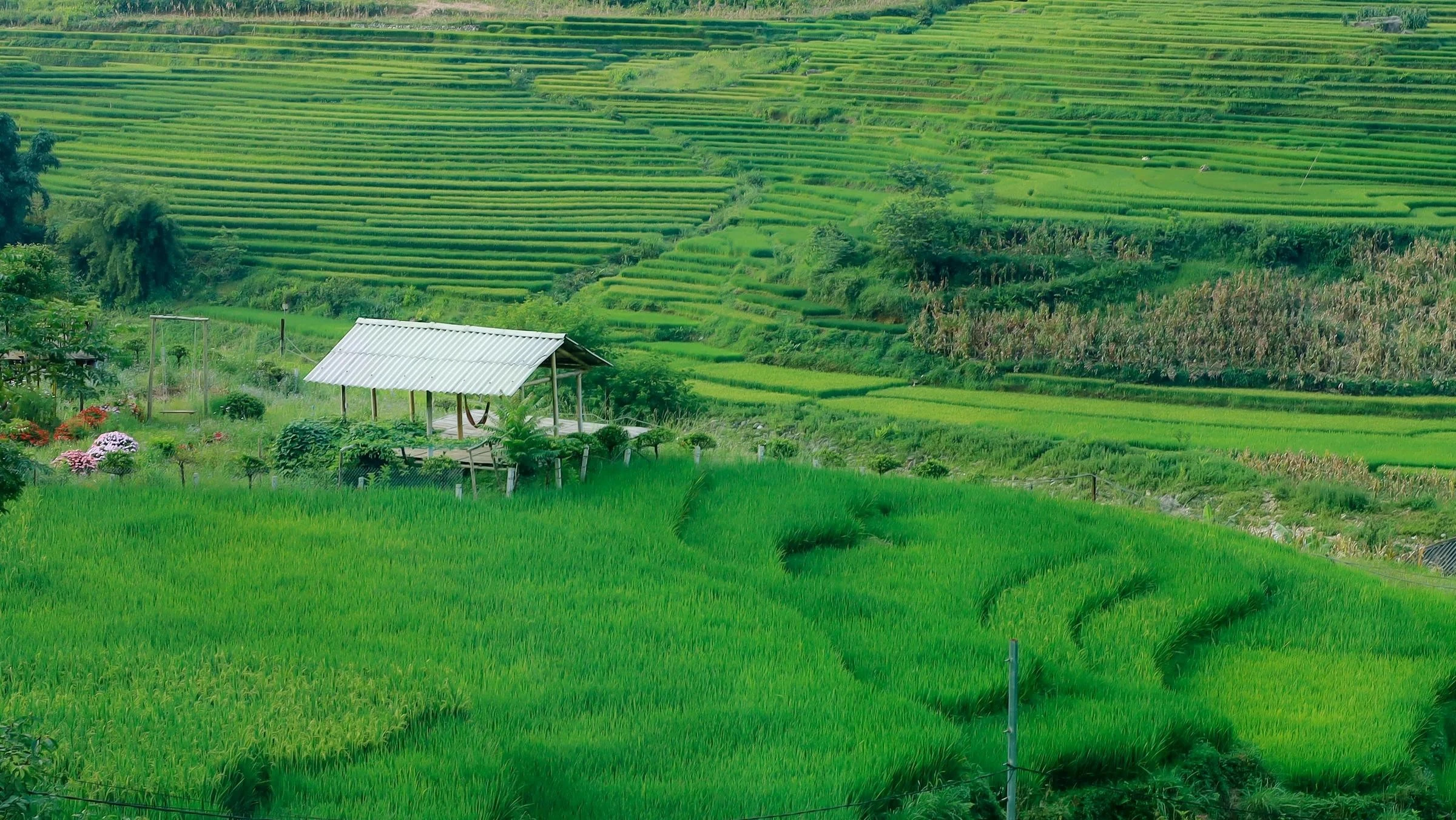 Mùa lúa xanh ở Tả Van: Hướng dẫn chụp ruộng bậc thang đẹp nhất mùa thu