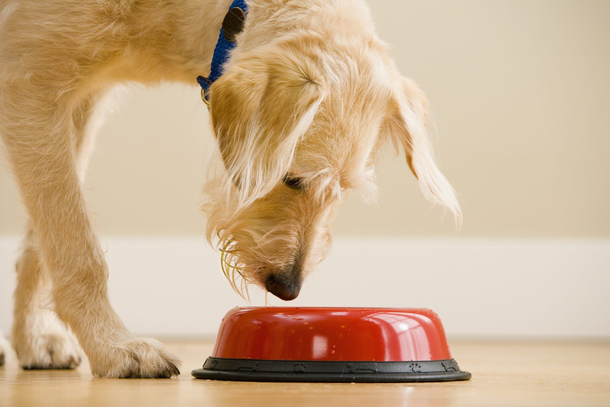 Pet Wellness Products: What Works and What Is Hype