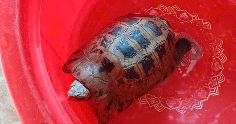 Rùa núi vàng quý hiếm liên tục được cứu hộ: Phục hồi quần thể hay hiệu ứng nhận thức?