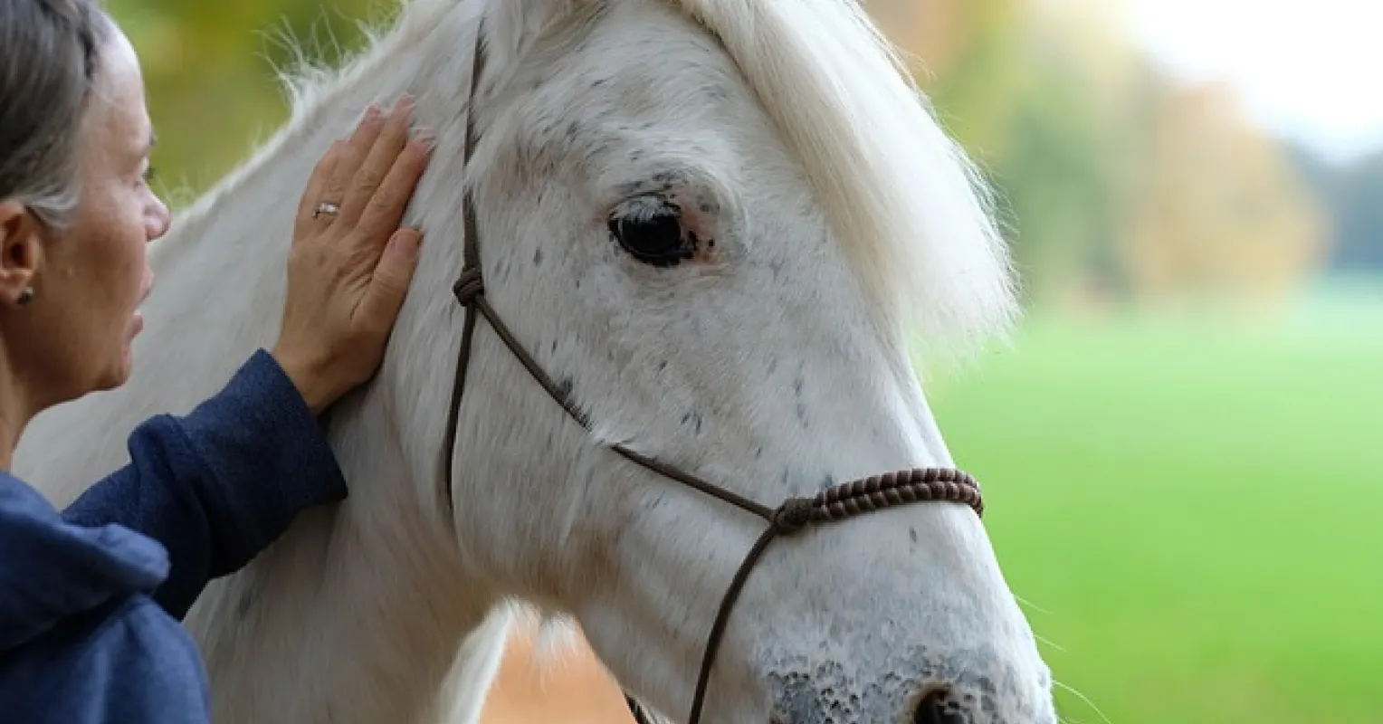 How Animal-Assisted and Creative Therapies Are Reshaping Mental Health Recovery