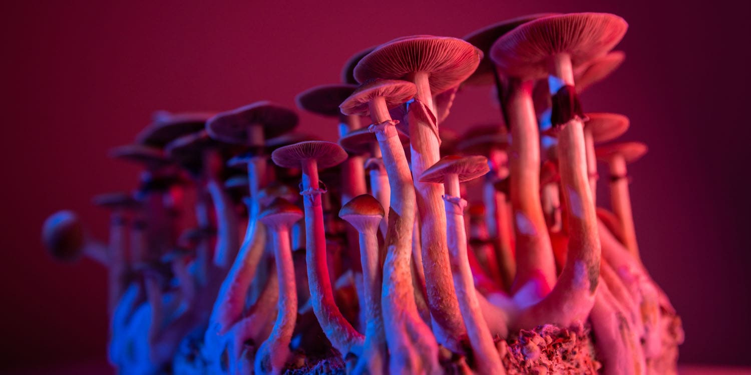 Psychedelic Therapy Is Rewriting the Rulebook on Severe Mental Illness