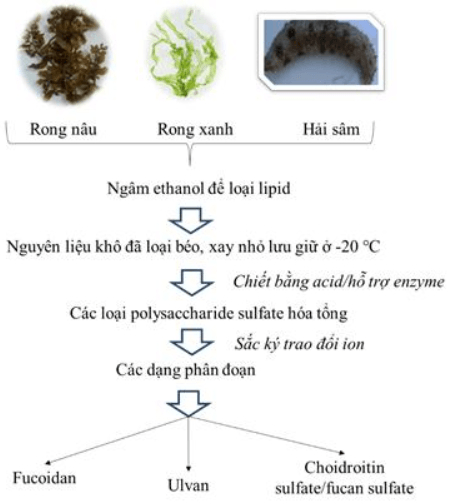 Enzyme từ vi sinh vật biển: cơ hội mới cho công nghệ sinh học trong nước