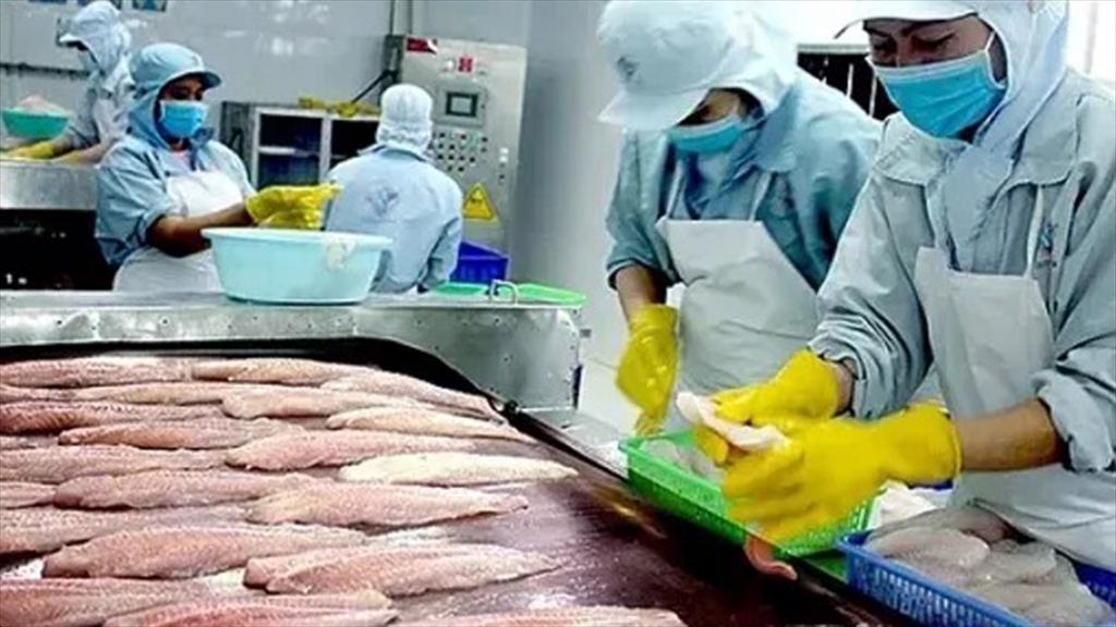 Thuế chống bán phá giá cá tra tăng sốc: Việt Nam mất gì, được gì?