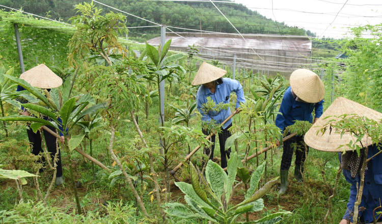 Từ hoa màu sang dược liệu: Con đường tinh dầu đổi đời nông thôn Nghệ An