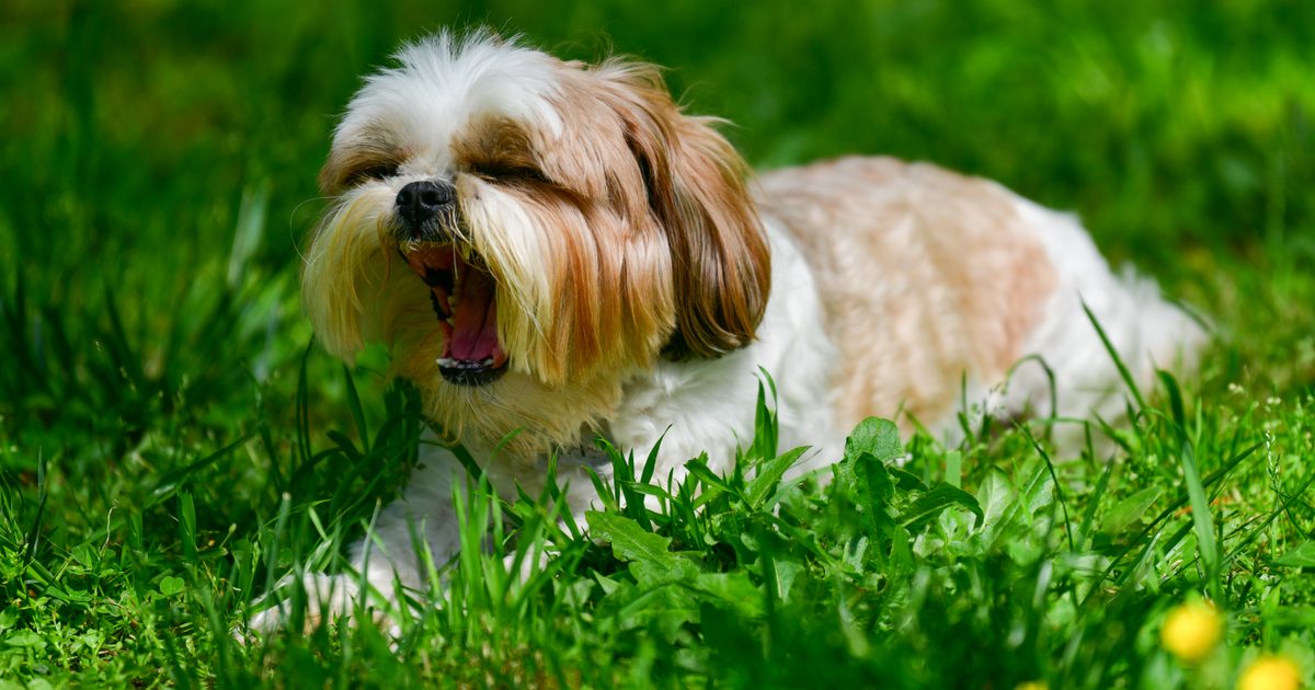 How Allergy-Detection Dogs Work and What Owners Should Know