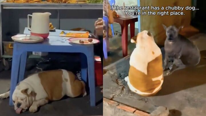 Từ chó béo đến bánh xèo: cách khách Tây đọc vị quán ăn phố Việt