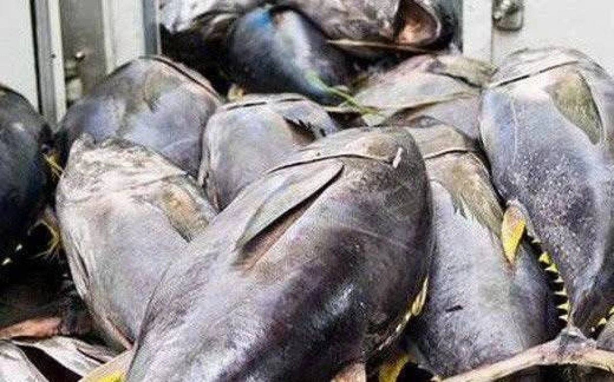 Cá ngừ Việt Nam tại Chile: Tăng nhanh nhưng khó bền vững