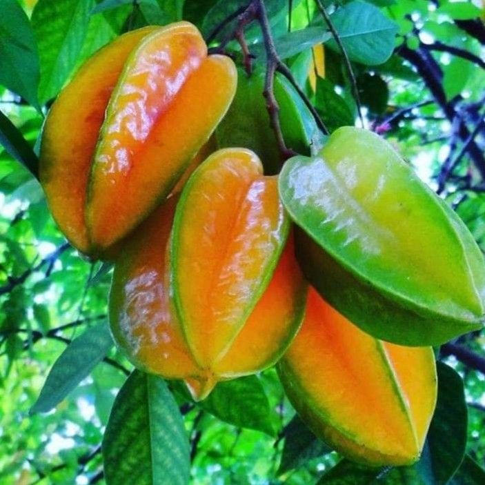 Trồng cây khế phong thủy trong chậu: đúng vị trí, đúng giống, quả vàng trĩu trịt