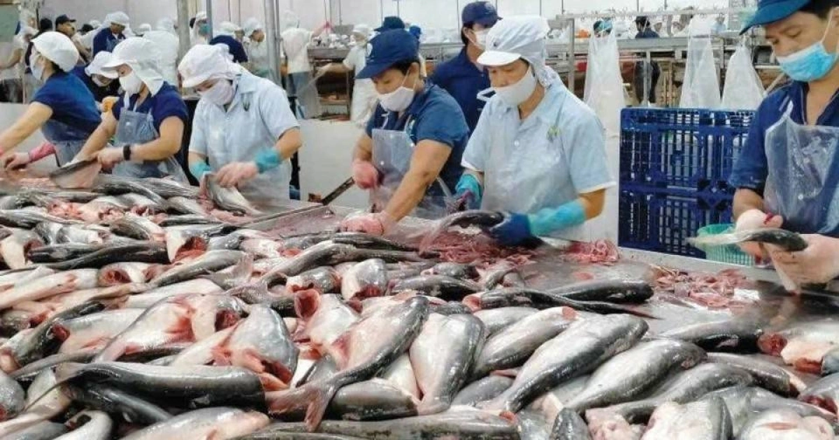 Cá tra Việt Nam tại Brazil: cơ hội tăng trưởng và sức ép điều chỉnh
