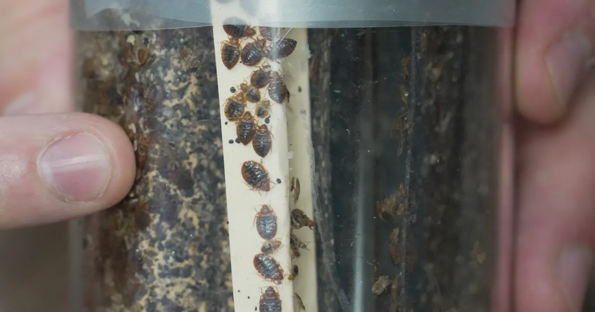 Bedbugs Are Stealing Your Sleep—Here’s How to Reclaim It