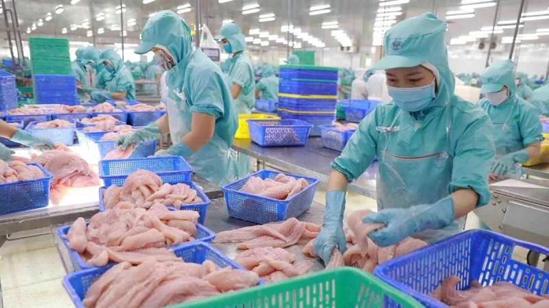 Thuế chống bán phá giá cá tra tăng vọt: áp lực thuế chồng thuế từ Mỹ
